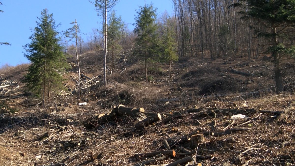 NEKONTROLISANA SJEČA ŠUME  PRIJETI POKRETANJU NOVOG KLIZIŠTA U VOGOŠĆANSKOM NASELJU NEBOČAJ