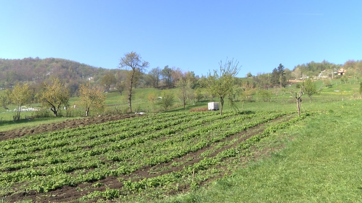 APRILSKI SNJEŽNI POKRIVAČ I MRAZ NANIJELI OGROMNE ŠTETE MALINARIMA