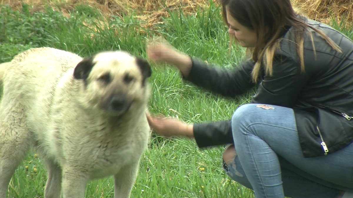 OBAVEZNA VAKCINACIJA PASA PROTIV BJESNILA