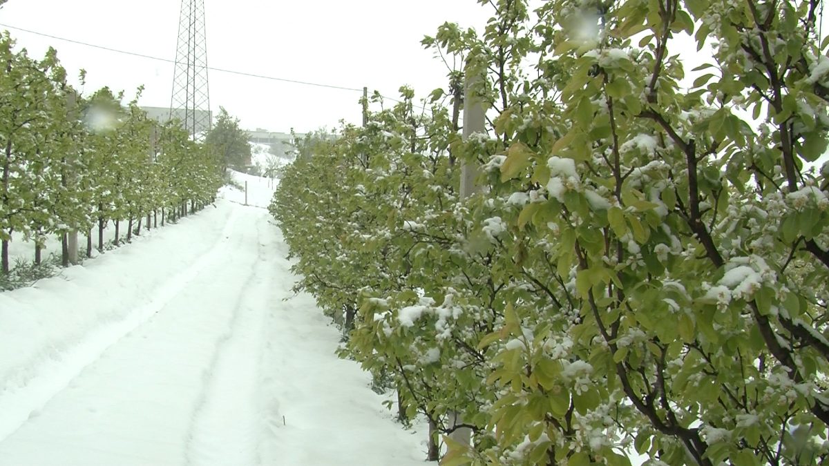 APRILSKI SNIJEG I NISKE TEMPERATURE PRIČINILI VELIKE ŠTETE U VOĆNJACIMA