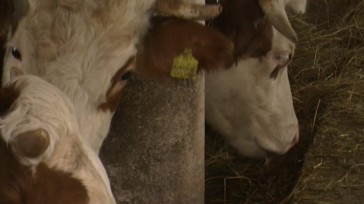 POČINJE VAKCINACIJA KRUPNE STOKE PROTIV BOLESTI KVRGAVE KOŽE