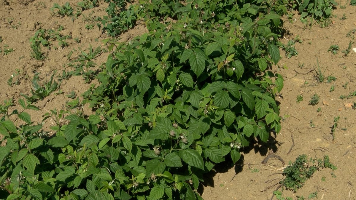 OMLADINSKO UDRUŽENJE “PLEMENITO SRCE” UBIRE PRVE PLODOVE SA VLASTITE PLANTAŽE MALINA
