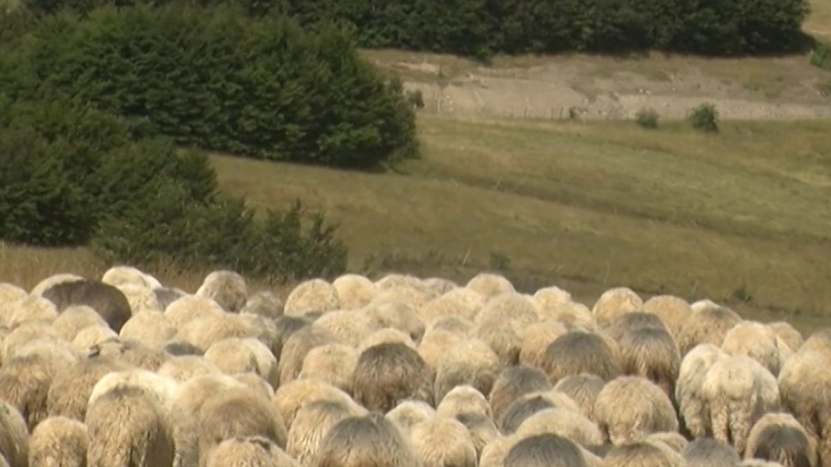 USKORO KURBAN BAJRAM: KUPUJTE KURBANE KOJI IMAJU UVJERENJE O ZDRAVSTVENOM STANJU