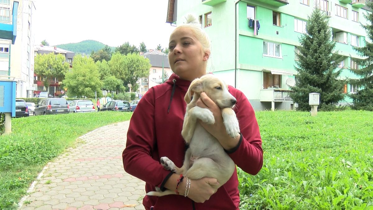 BRIGA ZA PSE I MAČKE DŽANELI ISPUNJAVAJU ŽIVOT
