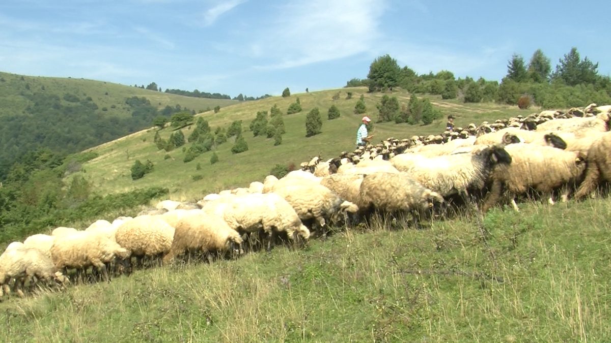 PORODICA SUBAŠIĆ U SVOM VLASNIŠTVU IMA OKO 500 OVACA
