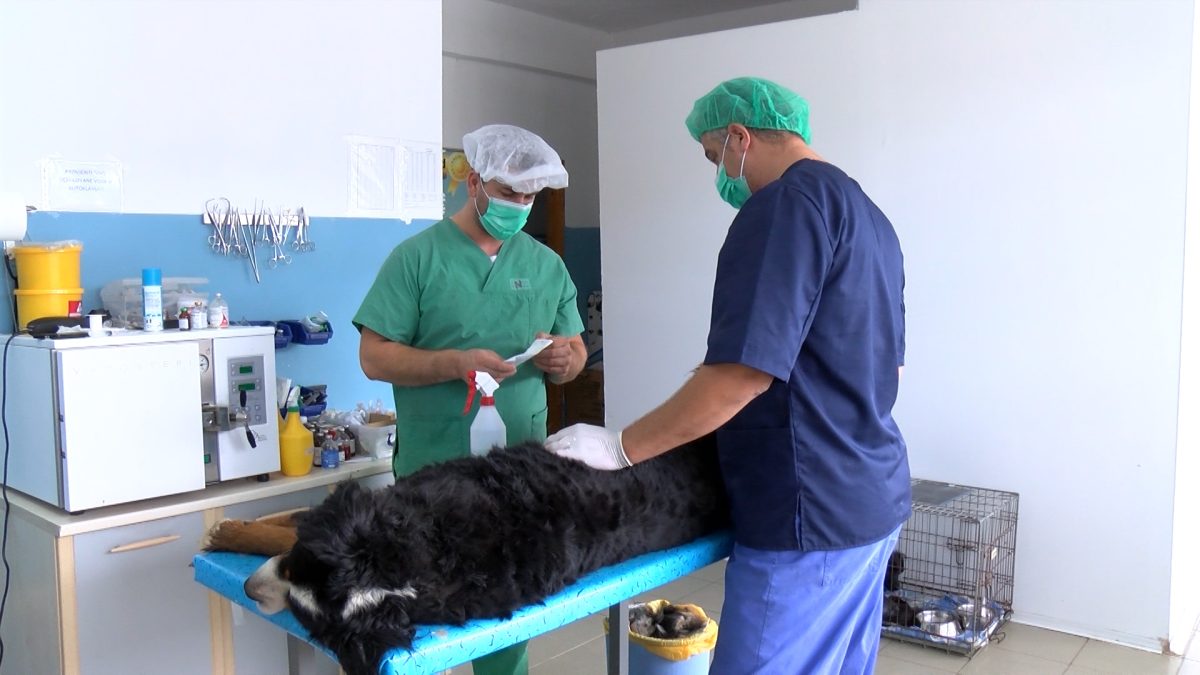 NASTAVLJENA SARADNJA SA DOGS TRUSTOM, STERILIZACIJA ULIČNIH PASA, HUMAN NAČIN SMANJIVANJA BROJA NA ULICAMA