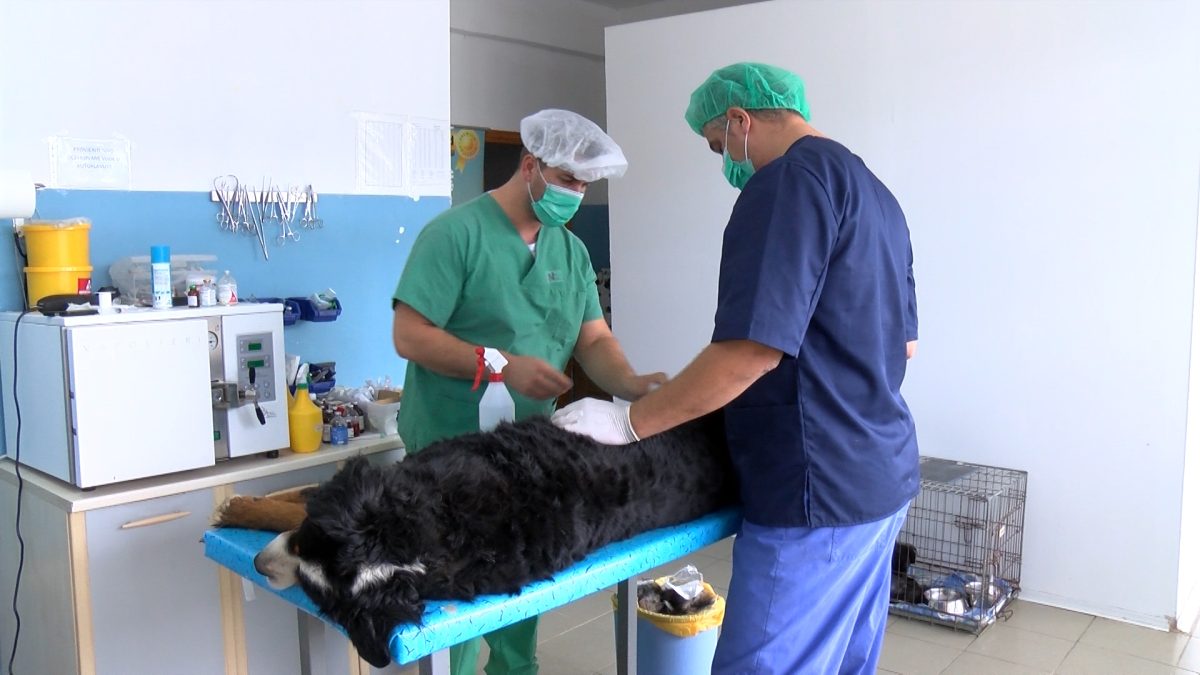 KRPELJI PROLJETNA NAPAST ZA KUĆNE LJUBIMCE