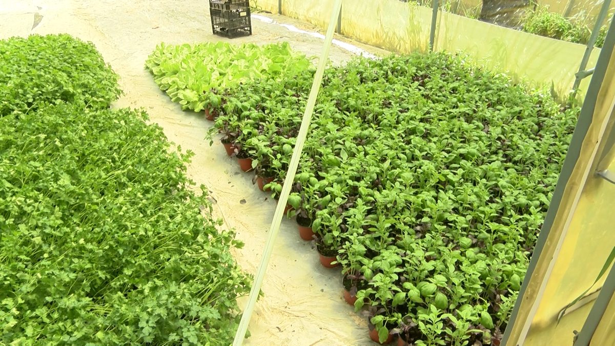“URBANA POLJOPRIVREDA” NOVINA NA IMANJU MUHIĆA
