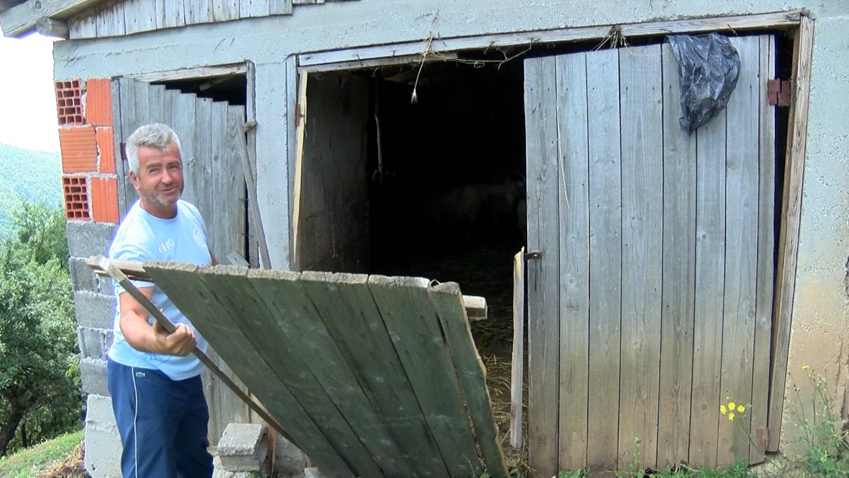 MEDVJED U TIHOVIĆIMA NAPAO I UBIO DVIJE OVCE