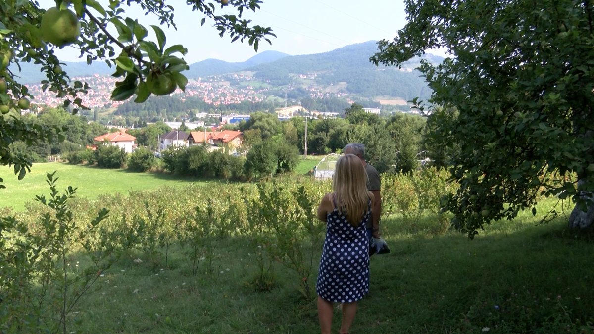 NA IMANJU EMIRA FELIĆA POČELA BERBA ARONIJE