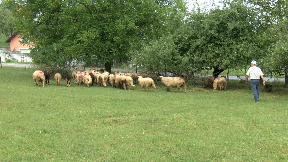 PREVENTIVA NAJBOLJA ZAŠTITA ZDRAVLJA ŽIVOTINJA