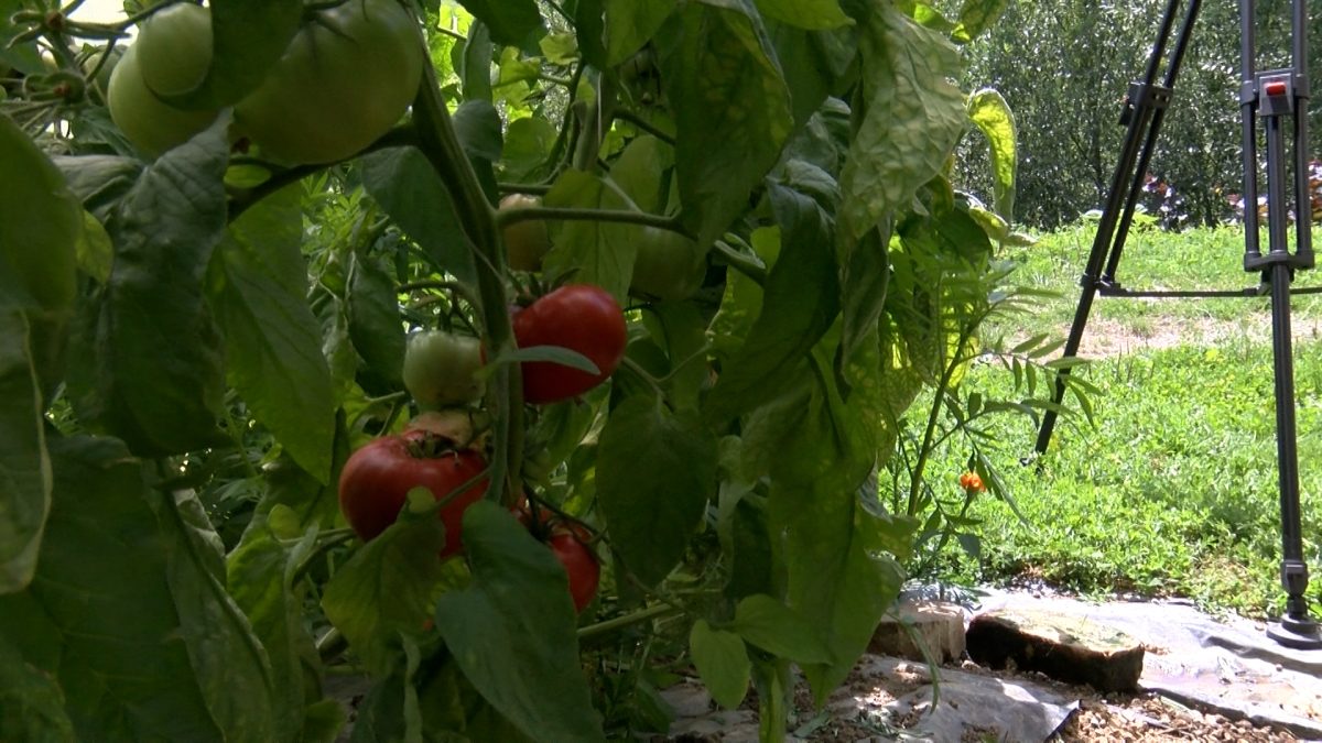 U POSJETI ADILU MUHIĆU: PLASTENICI PUNI RODA, PRISTIŽU PARADAJZ, KRASTAVCI, PAPRIKA