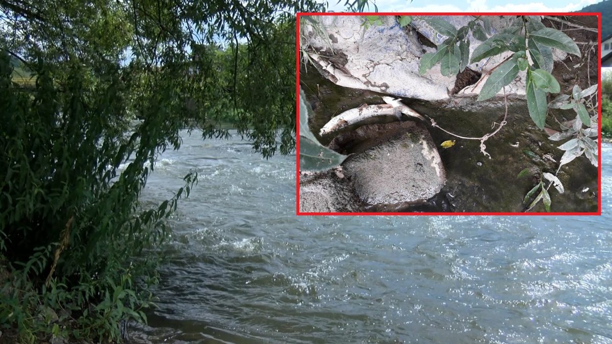 GRAĐANI ZGROŽENI POMOROM RIBE NA UŠĆU OBALA RIJEKA BOSNE I LJUBINE