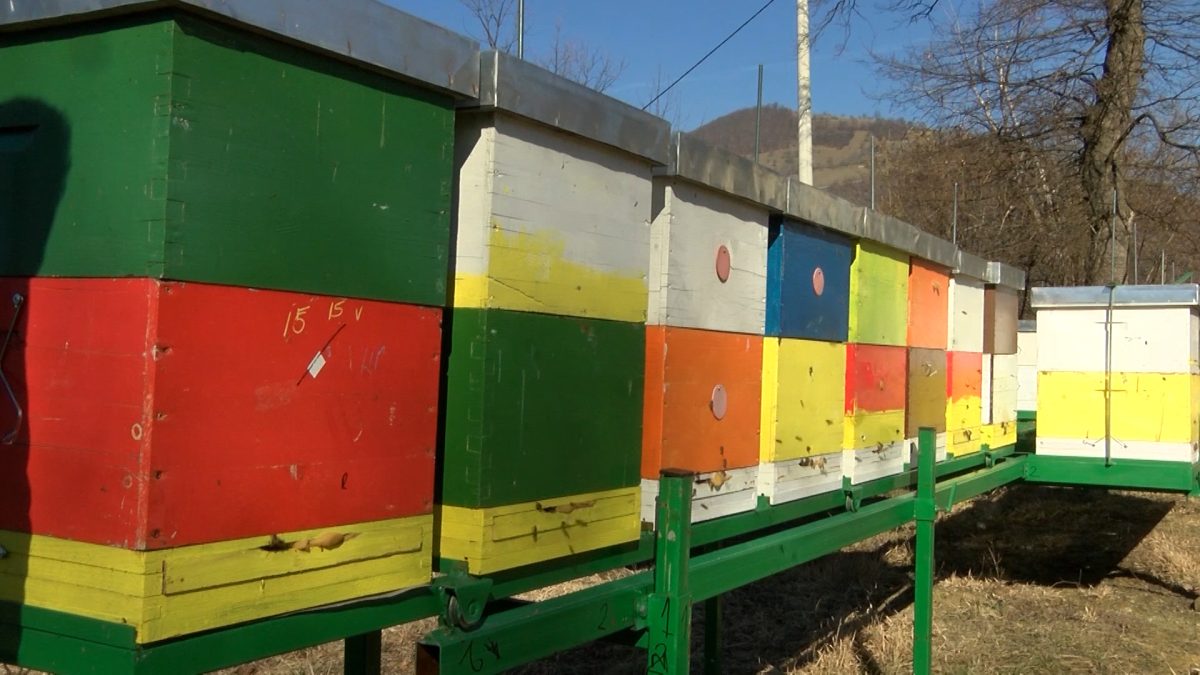 PROLJETNA PAŠA PČELA POČINJE USKORO: PČELARI TREBAJU DOZVOLE ZA KRETANJE