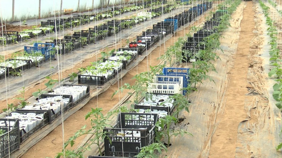 PRAVILNOM NJEGOM DO KVALITETNOG RASADA