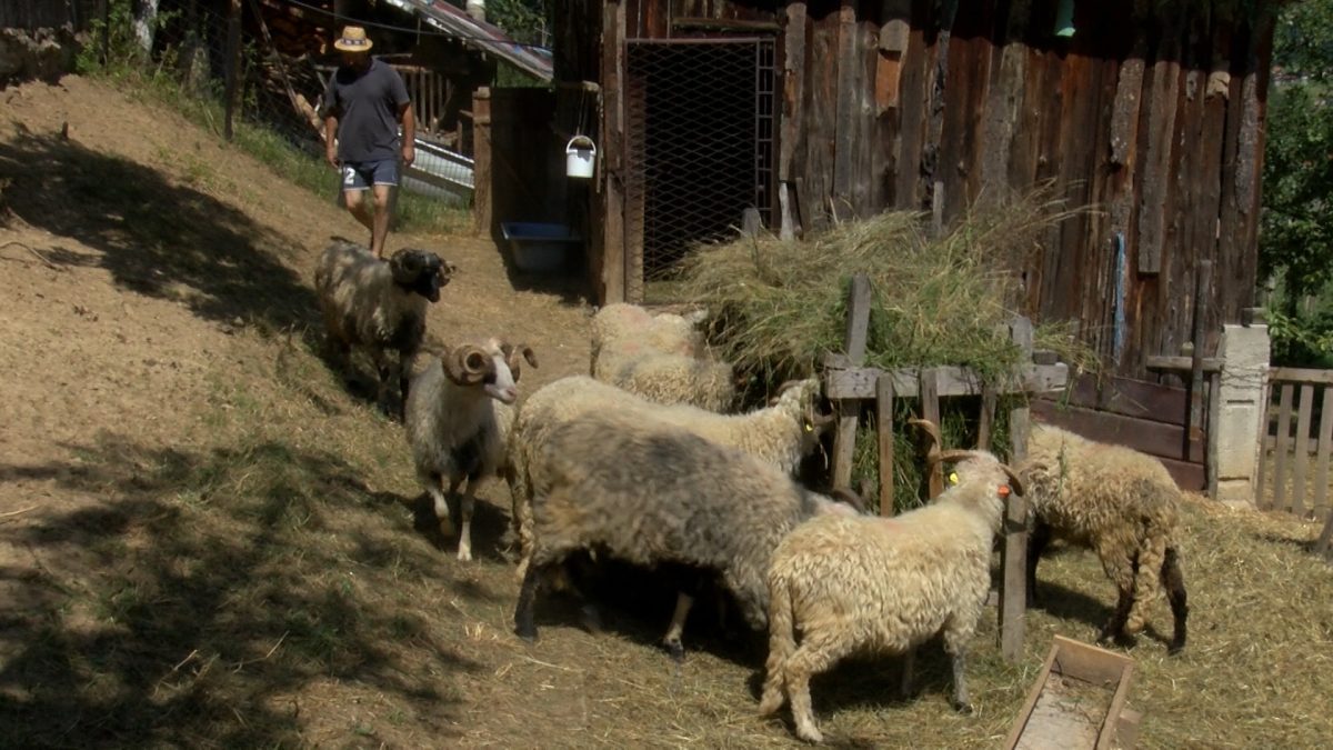 TRADICIJA PRODAJE KURBANA U NASELJU UGLJEŠIĆI STARA JE PREKO 100 GODINA