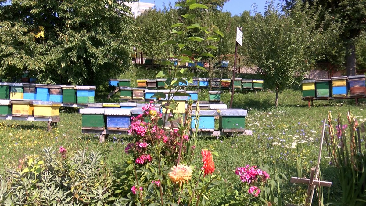POČELA SEZONA PRIPREME PČELINJIH ZAJEDNICA ZA ZIMOVANJE