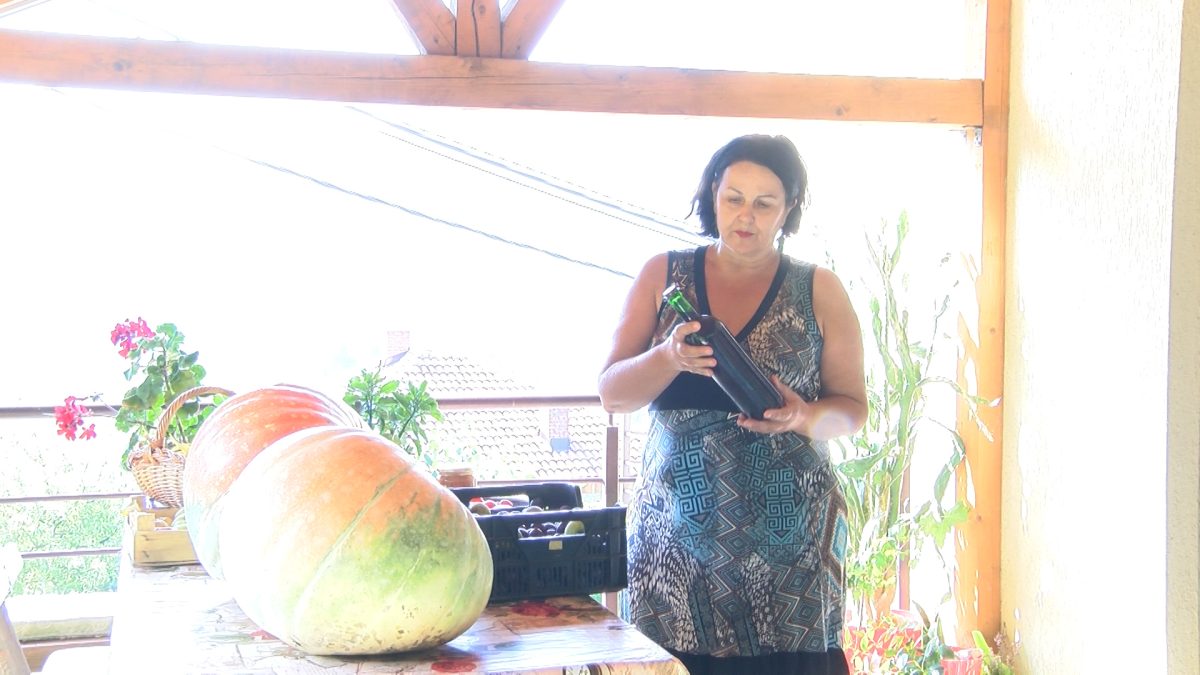 MUBERA PIKNJAČ IZ SEMIZOVCA UZGAJA STAMBOLKE TEŽINE DO 30 KILOGRAMA