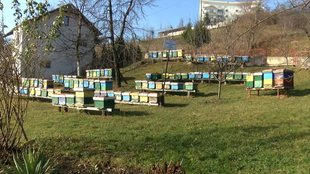 PROLJEĆE NA PČELINJAKU HASANA FERHATOVIĆA