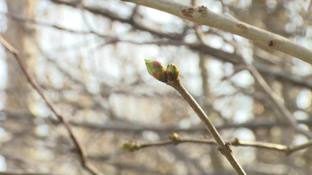 KAKO ZAUSTAVITI VEGETACIJU VOĆAKA?