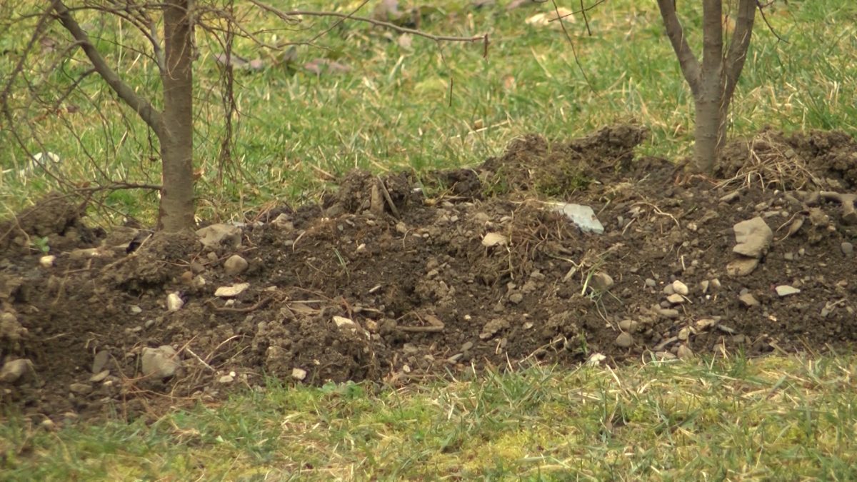 DANAS UDARA PRVO “DŽEMRE”