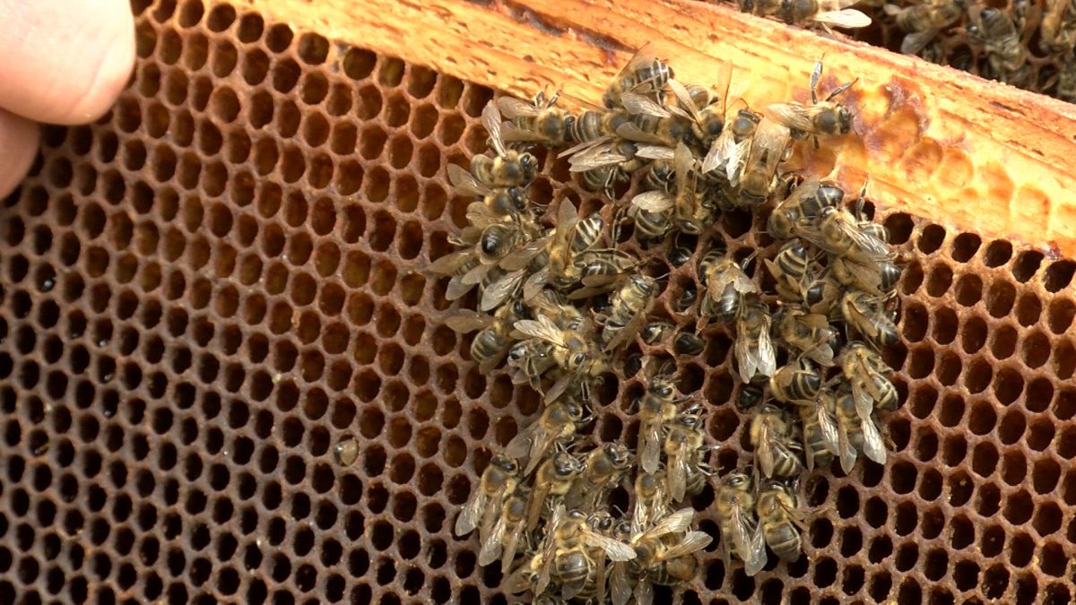 VOGOŠĆANSKI PČELARI ZABRINUTI ZBOG UGINUĆA PČELA