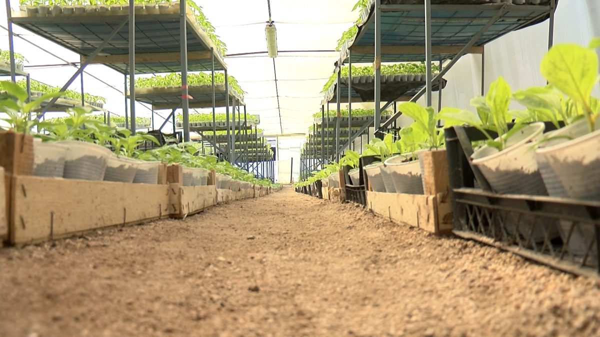 U PLASTENIKU TREBA VODITI RAČUNA I O SMJENJIVANJU BILJAKA I IZBORU AGROTEKSTILA