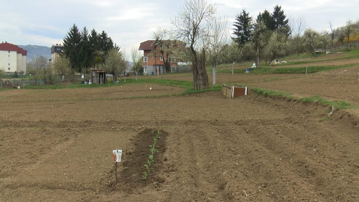 U VOGOŠĆI SA ZAKAŠNJENJEM POČELA PROLJETNA SJETVA