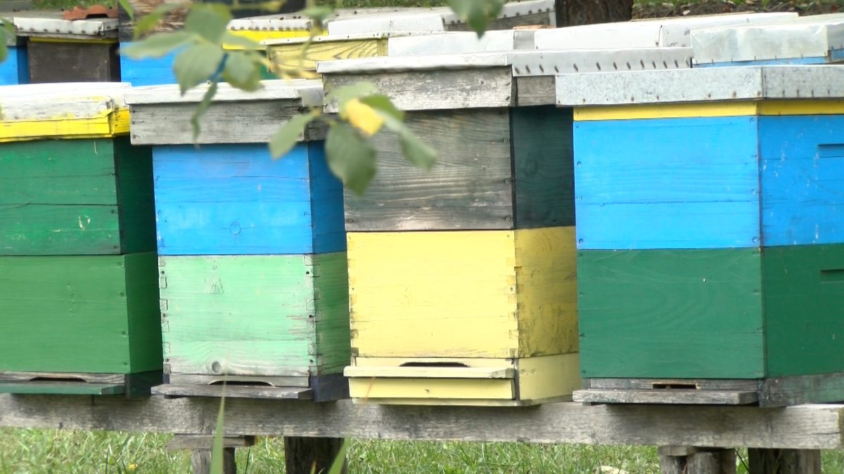 U PONUDI SVE MANJE KVALITETNOG DOMAĆEG MEDA – KAKO PREPOZNATI PATVORENI MED