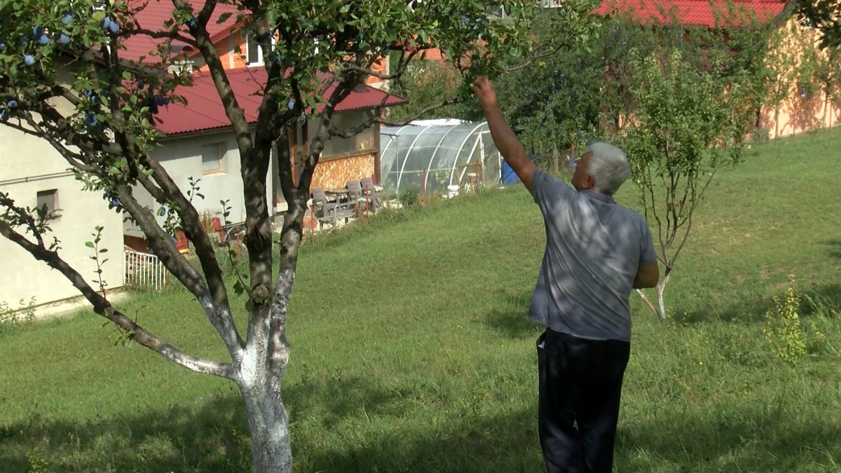 DOBAR UROD ŠLJIVE NA IMANJU BAKIRA CRVENJKA