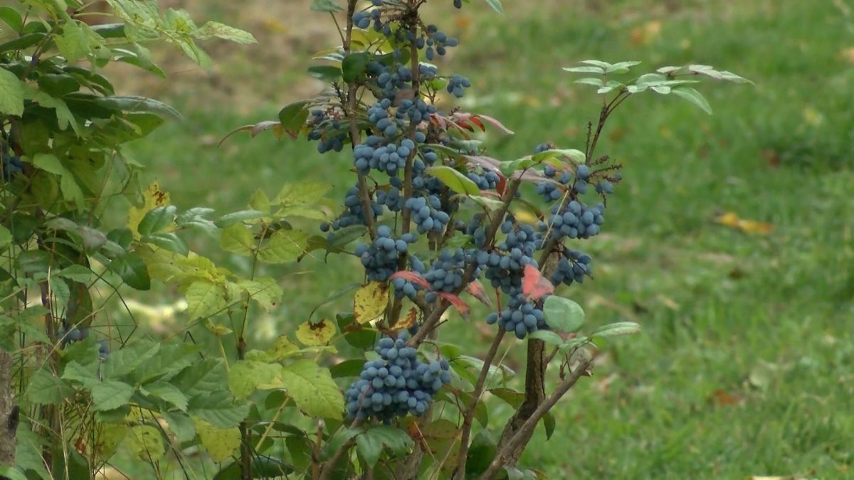 JESENSKA SEZONA ALERGIJA