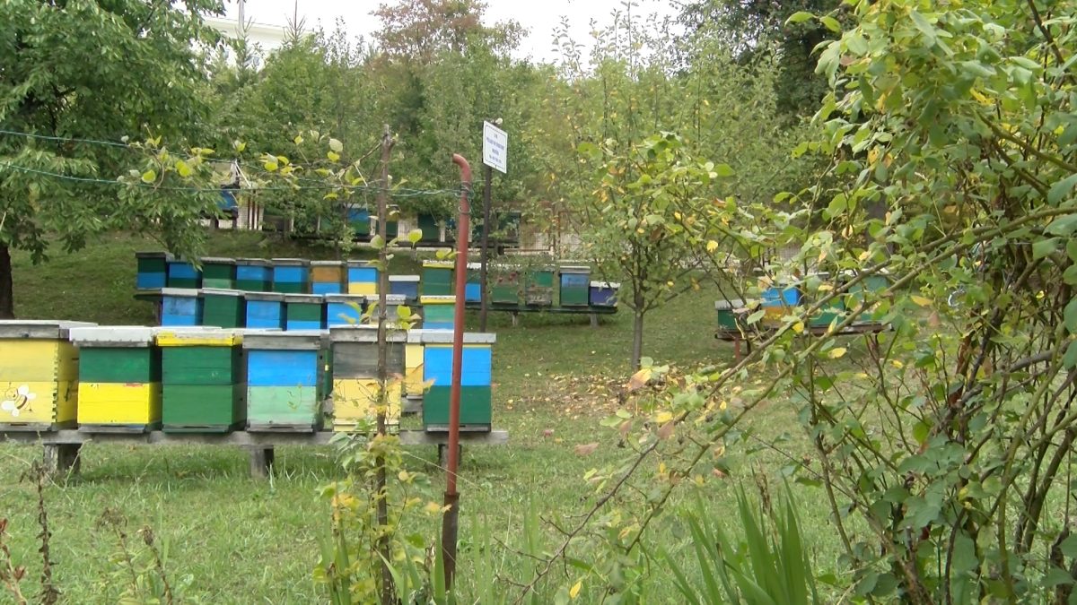 ZBOG KLIMATSKIH PROMJENA PČELARSKA SEZONA JEDNA OD NAJLOŠIJIH