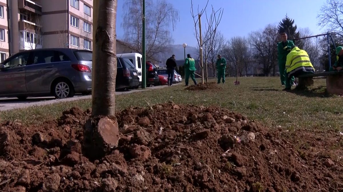 U ULICAMA OMLADINSKA I MERZUKA FERIZA ZASAĐENE NOVE SADNICE STABALA