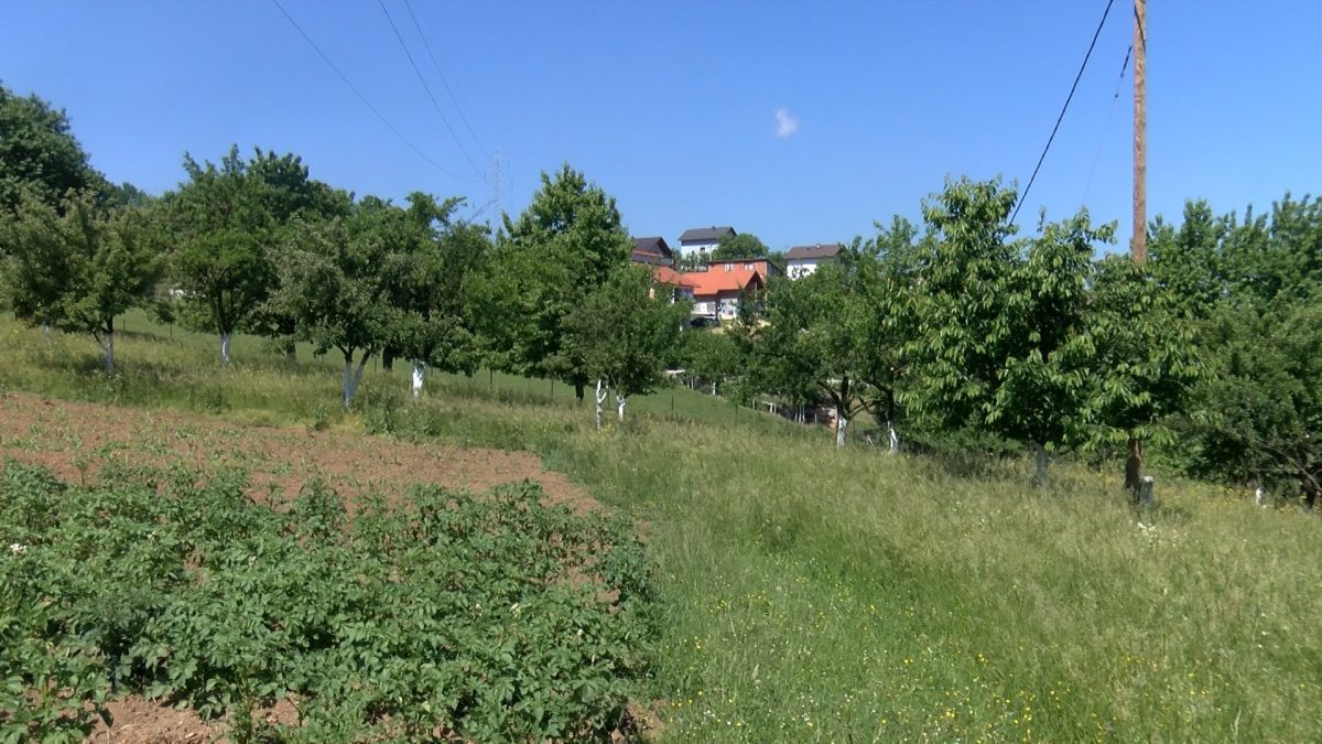 ZAHVALJUJUĆI DO SADA POVOLJNIM KLIMATSKIM USLOVIMA POLJOPRIVREDNICI OČEKUJU DOBAR UROD