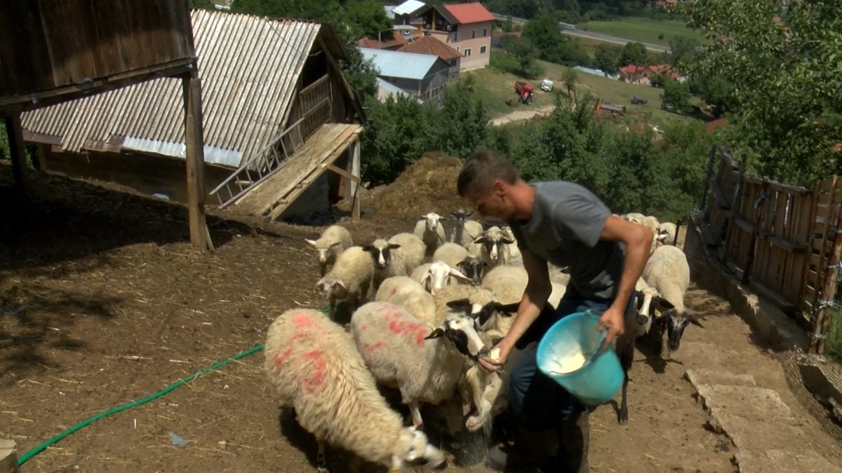 HUSO SINANOVIĆ  GODINAMA  SE USPJEŠNO BAVI UZGOJEM KRUPNE I SITNE STOKE