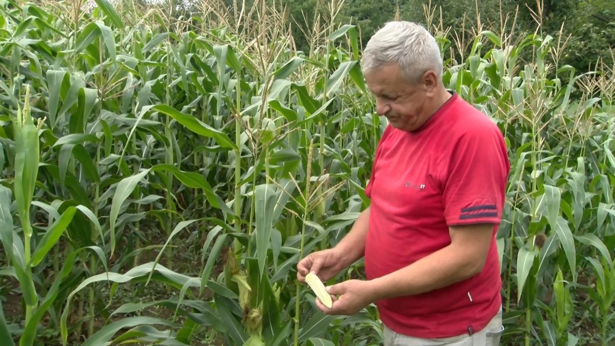 ZBOG KATASTROFALNE SUŠE UNIŠTENA VEĆINA POLJOPRIVREDNIH USJEVA