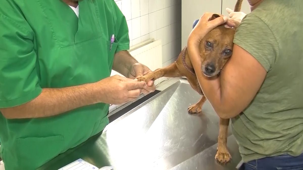 POČELA DRUGA FAZA PROGRAMA BESPLATNE STERILIZACIJE I VAKCINACIJE PASA I MAČAKA U KANTONU SARAJEVO
