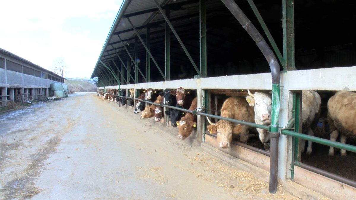 ZBOG POSKUPLJENJA STOČNE HRANE POLJOPRIVREDNICI SMANJUJU SVOJU PROIZVODNJU