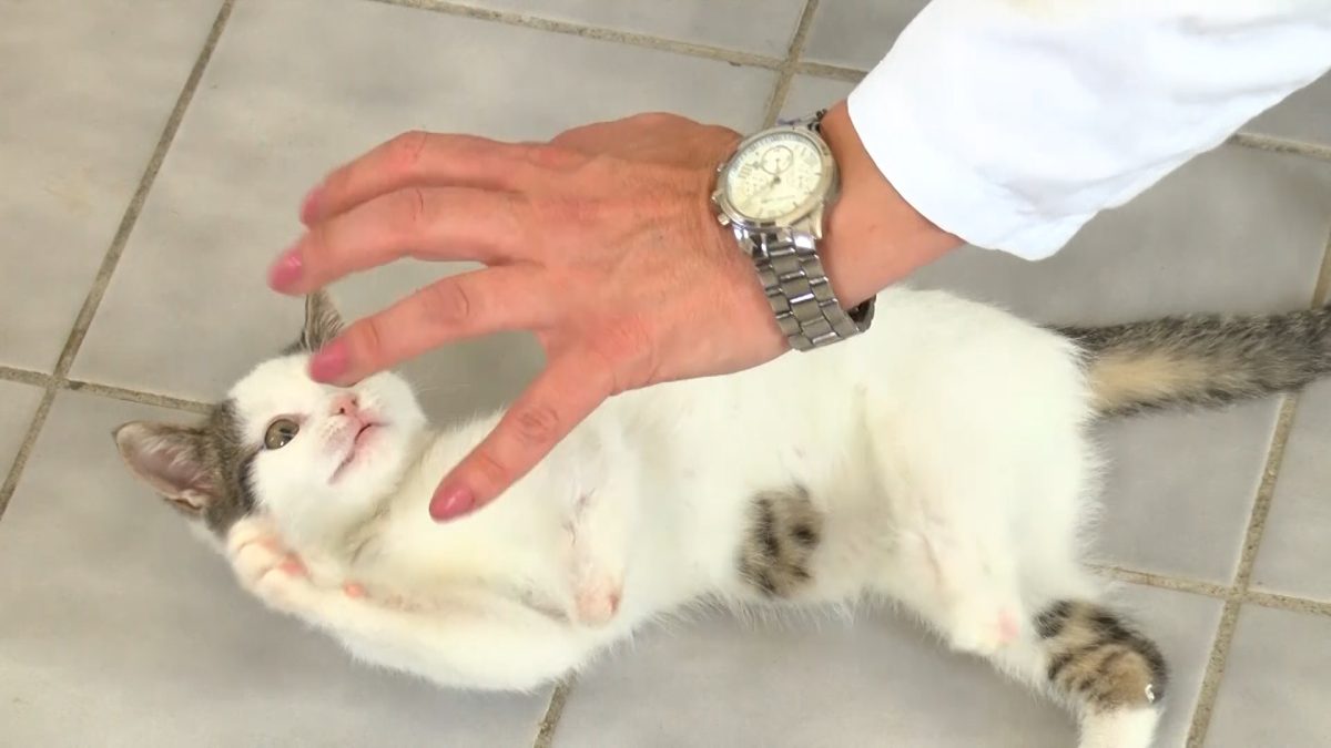 NASTAVLJEN PROJEKAT BESPLATNE VAKCINACIJE I STERILIZACIJE PASA I MAČAKA U KANTONU SARAJEVO