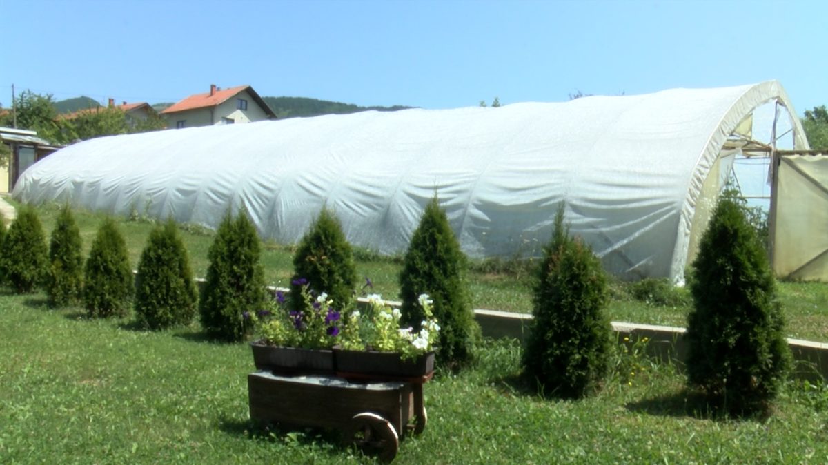 VISOKE TEMPERATURE MOGU NAŠTETITI POVRĆU U PLASTENICIMA