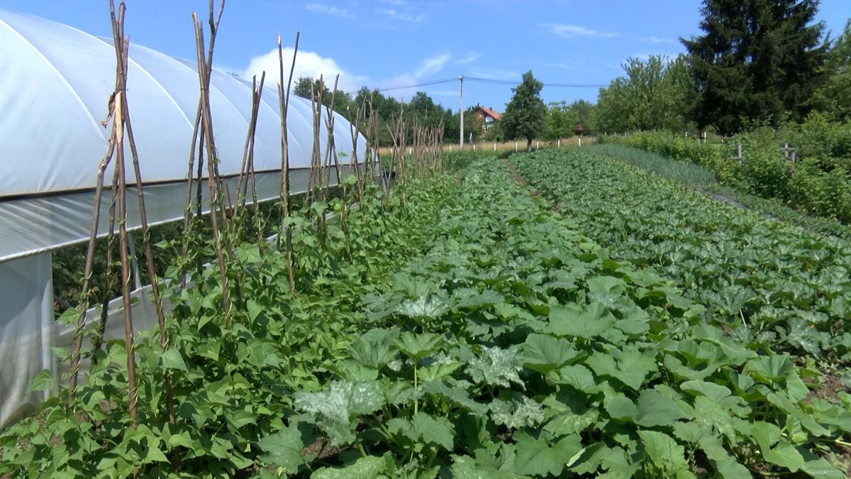LJETO JE VRIJEME ZA PRVE BERBE U VRTOVIMA ALI I VRIJEME OBIMNOG POSLA POLJOPRIVREDNICIMA