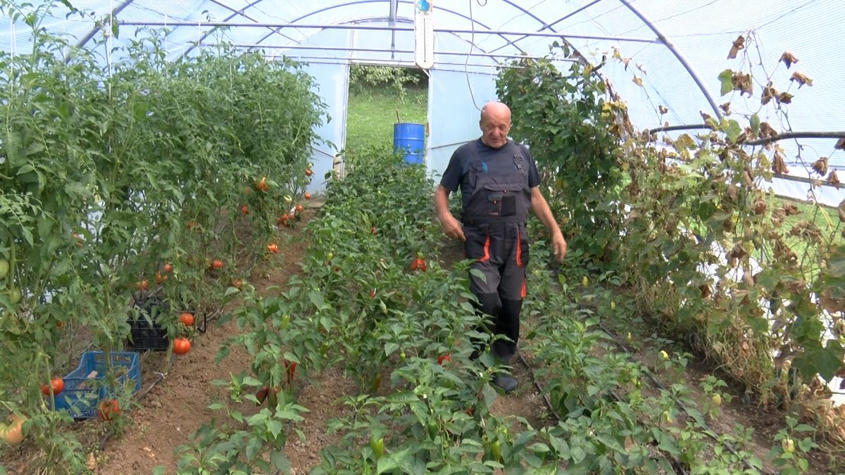ZAHVALJUJUĆI OPĆINI VOGOŠĆA MUJO ABAZ IZ NASELJA VRANJAK POČEO SE BAVITI PLASTENIČKOM PROIZVODNJOM