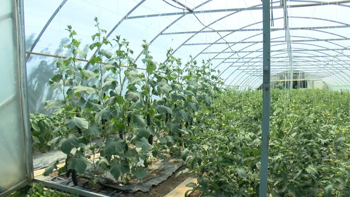 PRVI OVOGODIŠNJI PLODOVI KOD MUHIĆA IZVANREDNOG KVALITETA, OČEKUJU ODLIČNE PRINOSE