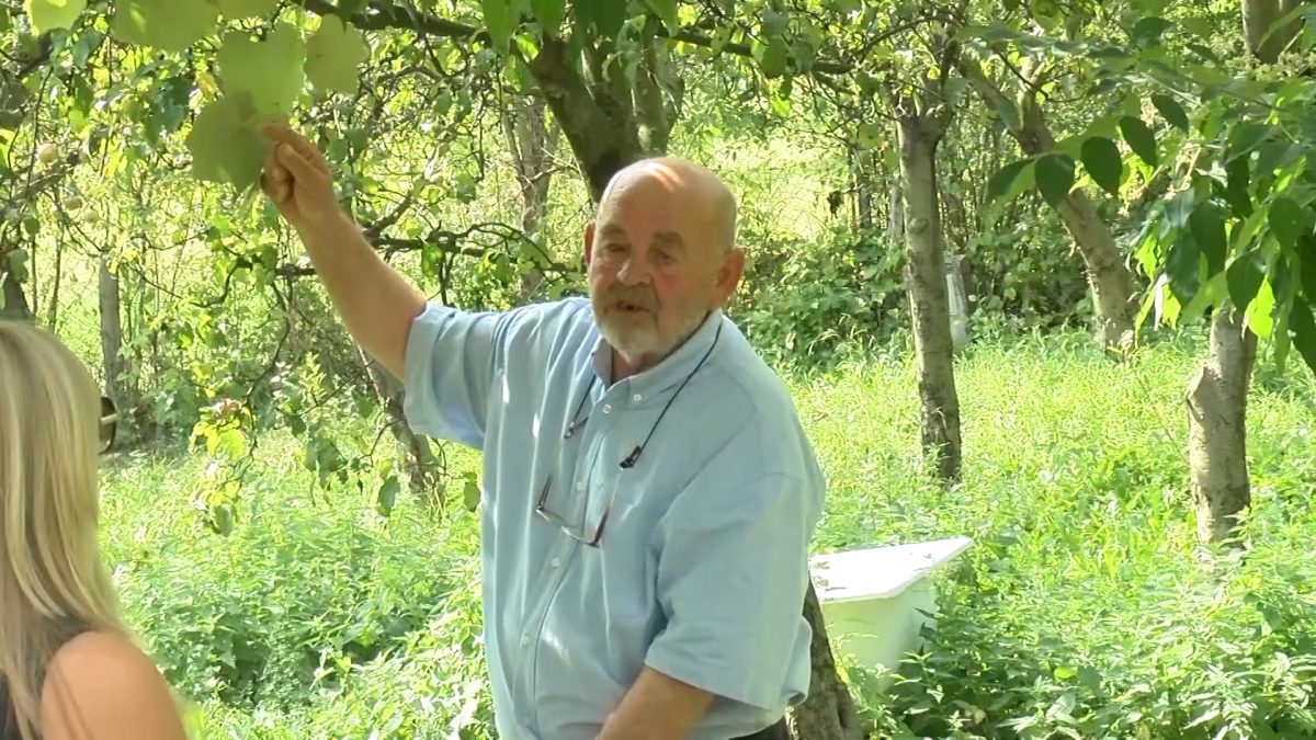 POZNATI PČELAR RAŠID ZORLAK PREDSTAVLJA EVODIJU, PČELINJE DRVO KOJE ZUJI