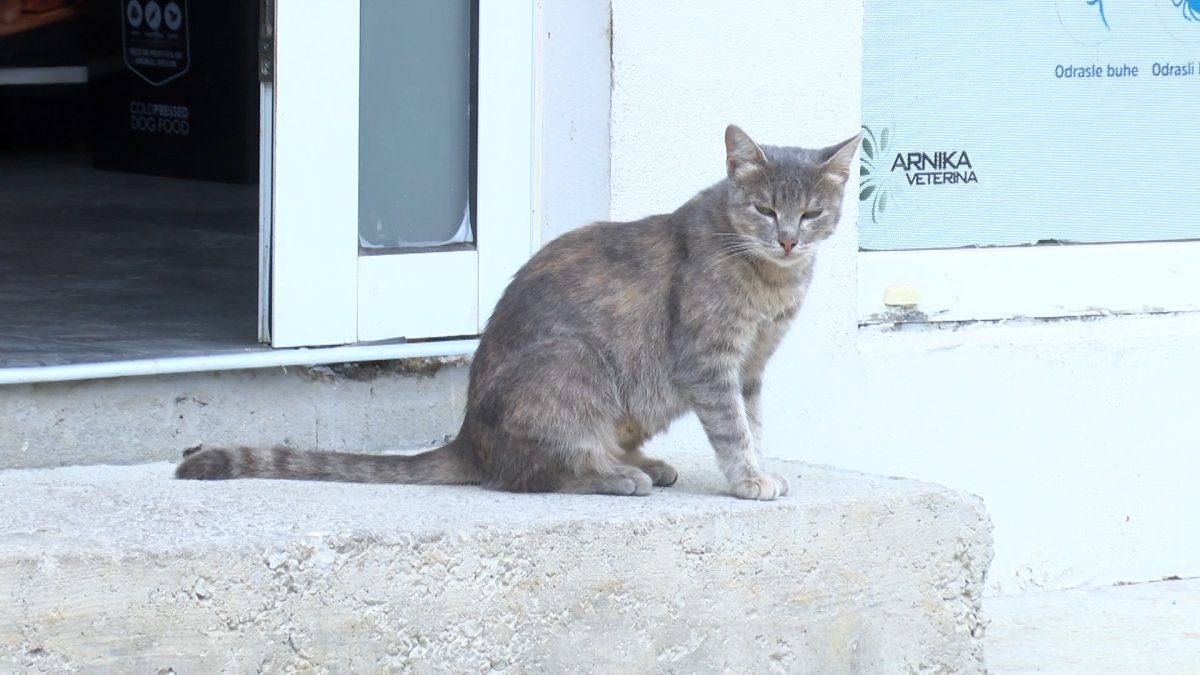 NASTAVLJEN PROJEKAT BESPLATNE STERILIZACIJE ULIČNIH PASA I MAČAKA