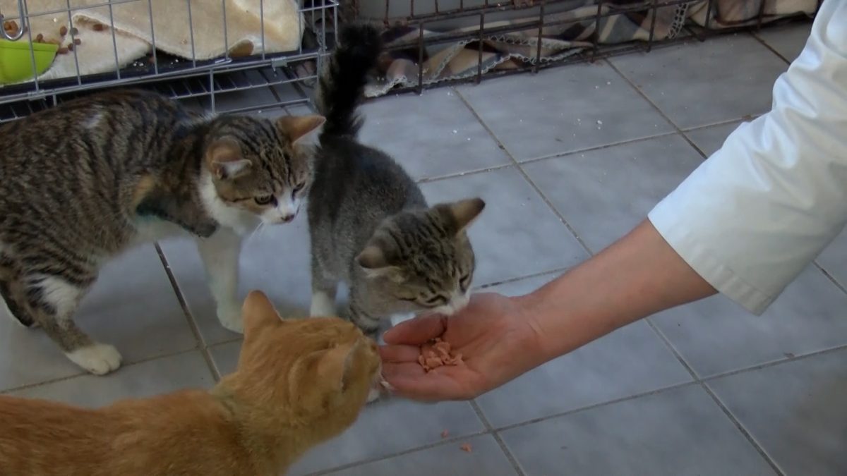 NEKOLIKO MACA USPJEŠNO SE OPORAVLJA U VETERINARSKOJ AMBULANTI U VOGOŠĆI
