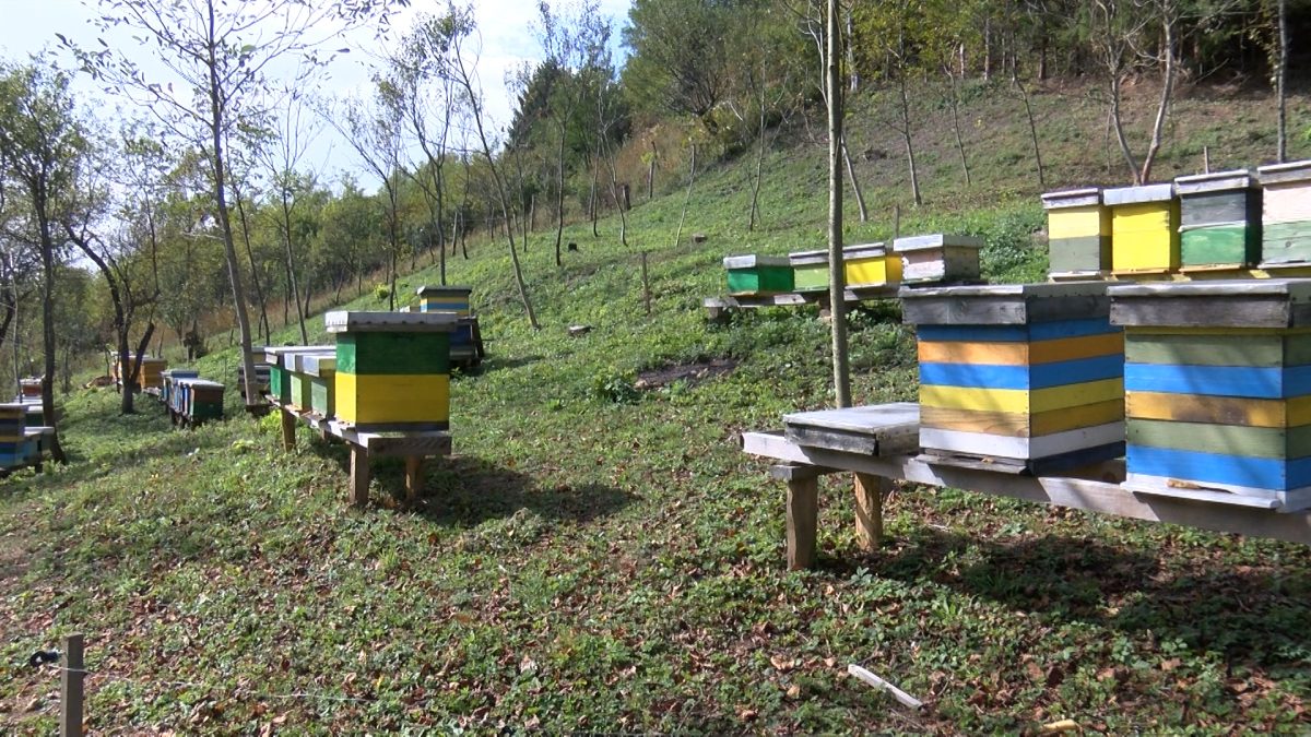 JESEN U PČELINJACIMA – SUNČANI OKTOBARSKI DANI DOBRI PČELAMA