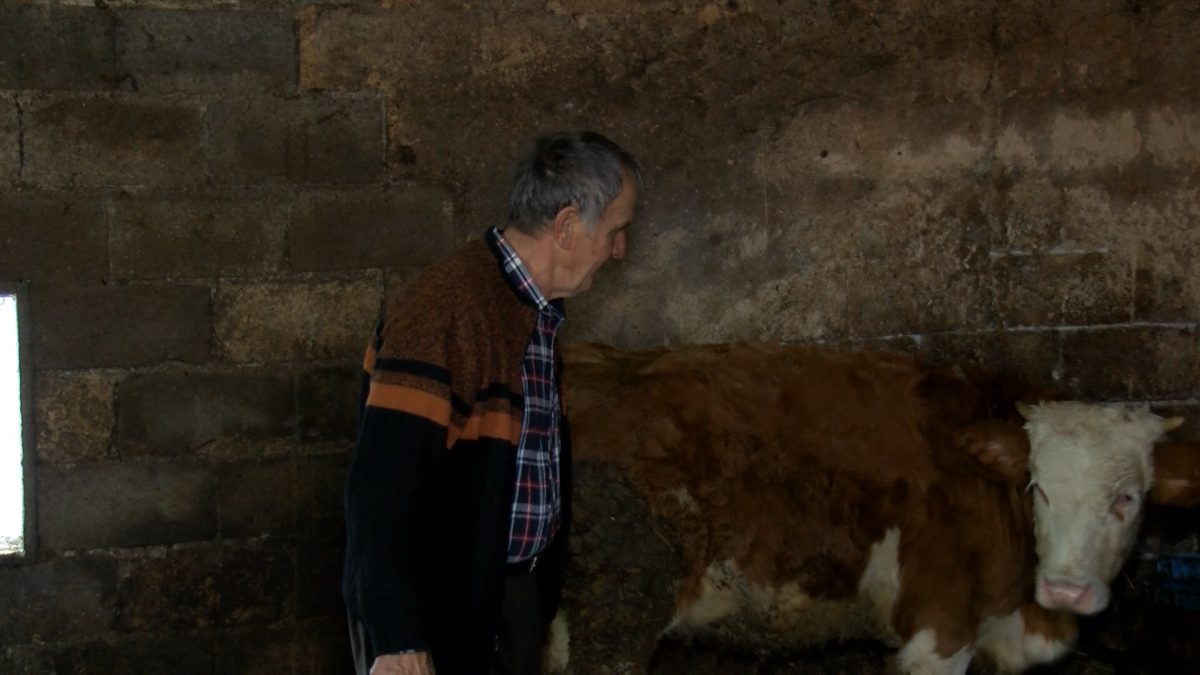 VOGOŠĆANSKI POLJOPRIVREDNIK ZEHRID PAŠALIĆ ZADOVOLJAN OVOGODIŠNJIM URODOM VOĆA I POVRĆA