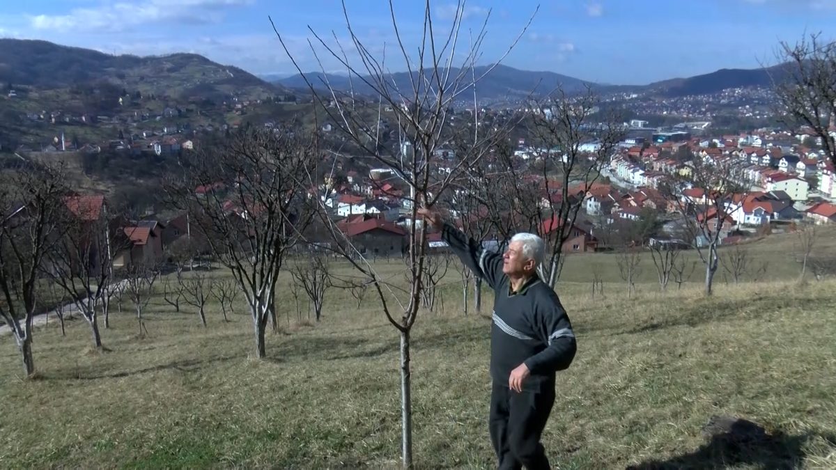 POLJOPRIVREDNIK BAKIR CRVENJAK: FEBRUARSKO TOPLO VRIJEME NA GRANAMA VOĆKI VEĆ IZMAMILO PUPOLJKE