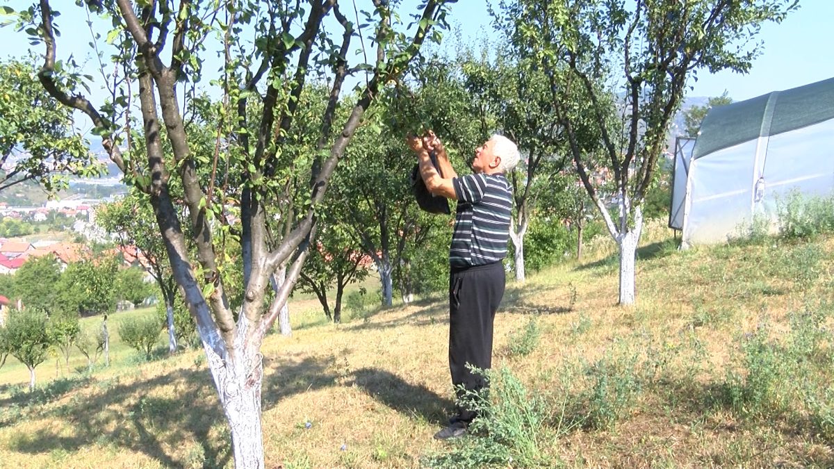 SUŠA OSTAVILA POSLJEDICE I NA IMANJU BAKIRA CRVENJKA